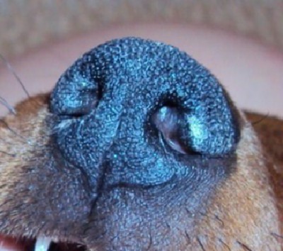 У собаки сопли из носа. Гиперкератоз у собаки на носу. Нос собаки.