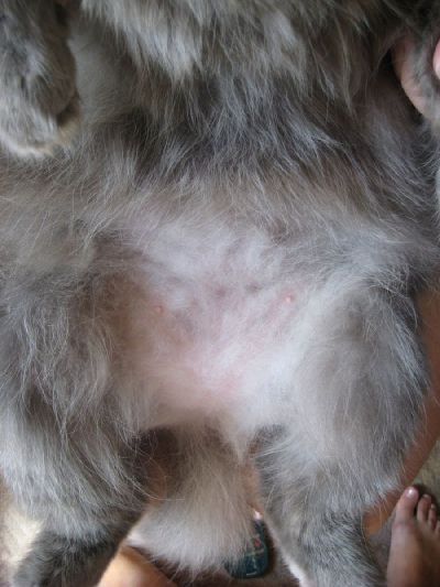 Кот вылизал почти всю шерсть с живота - 20 августа 2010 - Форум Зоовет