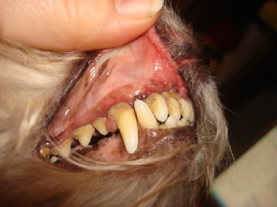 У собаки гниют зубы: причины и что делать | Все о собаках