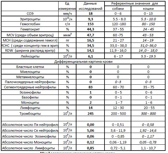 Опн у кошек схема лечения