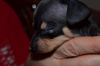 щенки джек рассел новорожденные. появился маленький щенок. щенки дворняжки арчи. бигль щенки новорождённые. красивые собаки.