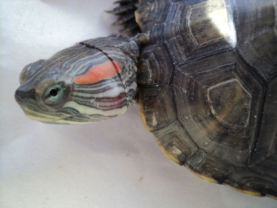 Шишка черепахи. Черепашка из шишек. Динозавр из природного материала. Лапы красноухой черепахи. У сухопутной черепахи опухла шея.