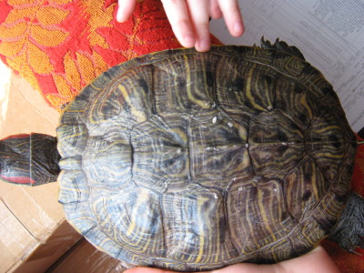 Почему у черепахи на панцире белые пятна. Грибок на панцире красноухой черепахи. Панцирь красноухой черепахи. Панцирь красноухой черепахи. Здоровый панцирь красноухой черепахи.