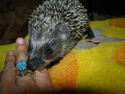 Дикий ежик. Как перенести ежик. Словаёна ежик. Стих про ежика. Ежик перенос.