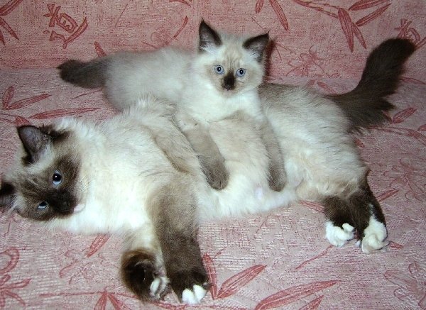 Смесь Сиамской И Сибирской Кошки Фото