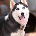 ������� �� �����-����� www.big-race.ru