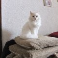 ������ - ��������� ����� �� ��������