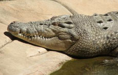 Крокодилы плачут от горя