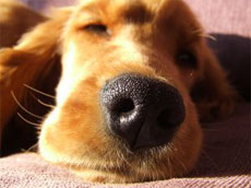 Если у собаки сухой горячий нос, то она заболела и у нее температура 